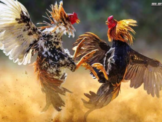 Sejarah Permainan Sabung Ayam Dan Perkembangan Nya